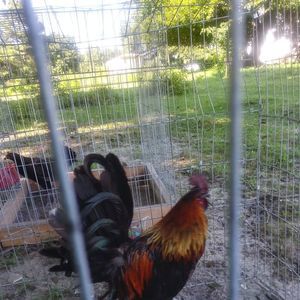 Meet your Posher, Christopher